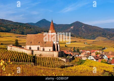 Vigneti, Hunawihr, Alsazia, Francia Foto Stock