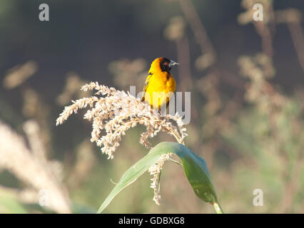 Tessitore mascherato settentrionale - maschio Foto Stock