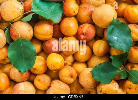 Fresche albicocche solid texture di sfondo senza giunture. Foto Stock
