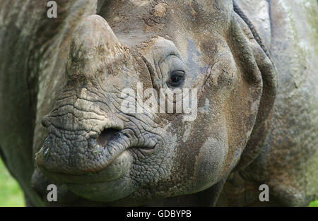 Il rinoceronte indiano, rhinoceros unicornis, Close up della testa Foto Stock