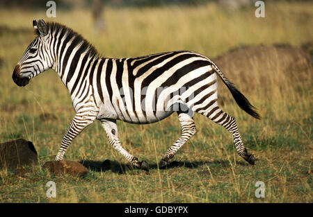 La BURCHELL ZEBRA Equus burchelli, adulti in esecuzione attraverso la savana, KENYA Foto Stock