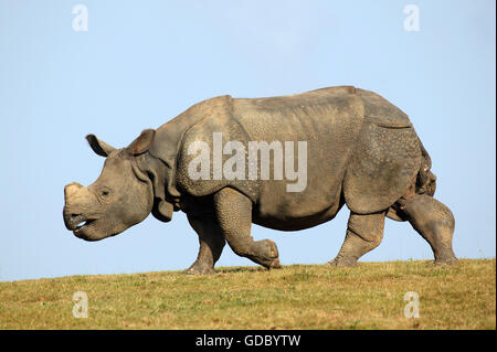 Il rinoceronte indiano, rhinoceros unicornis, Adulti su erba contro il cielo blu Foto Stock