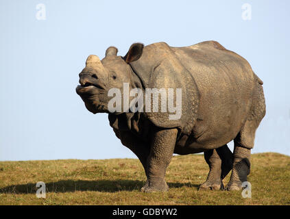 Il rinoceronte indiano rhinoceros unicornis Foto Stock
