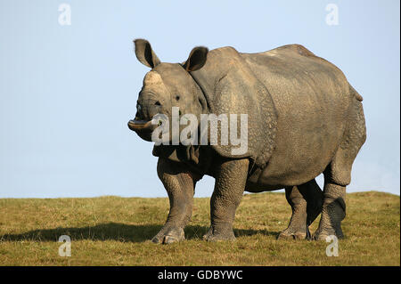 Il rinoceronte indiano, rhinoceros unicornis, Adulti Foto Stock