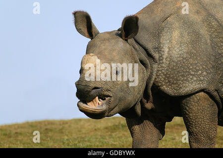 Il rinoceronte indiano, rhinoceros unicornis, Ritratto di adulto Foto Stock