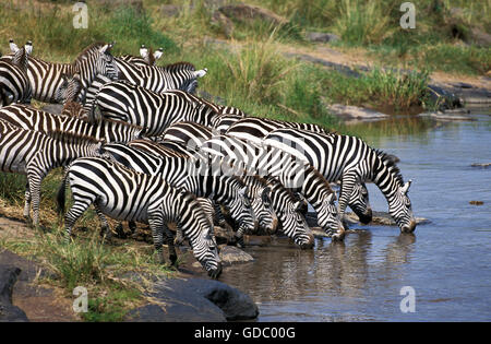 La BURCHELL ZEBRA Equus burchelli, allevamento di bere al fiume, MASAI MARA PARK IN KENYA Foto Stock