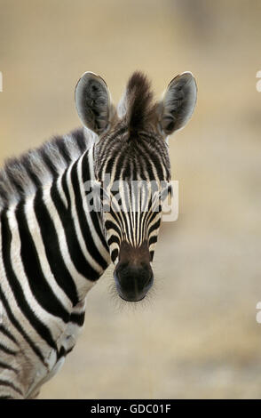 La Burchell zebra, Equus burchelli, Ritratto di puledro, Masai Mara Park in Kenya Foto Stock