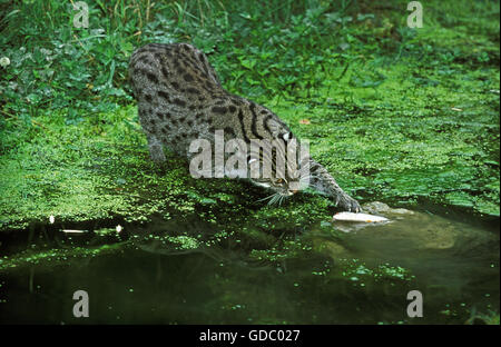 La pesca Cat, prionailurus viverrinus, adulto in acqua, pesca Foto Stock