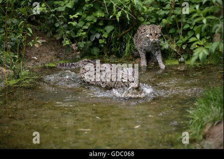 La pesca Cat, prionailurus viverrinus, adulto in acqua, pesca Foto Stock