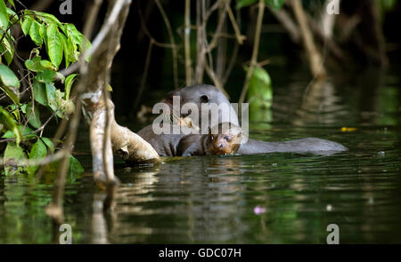 Lontra Gigante, Pteronura brasiliensis, adulti e giovani nel fiume di Madre de Dios, Manu Parc in Perù Foto Stock