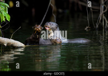 Lontra gigante Pteronura brasiliensis, FEMMINA CON YOUNGS, MANU PARCO NAZIONALE IN PERÙ Foto Stock