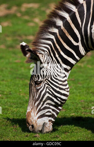 Di Grevy zebra, Equus grevyi, testa di adulto mangiare erba Foto Stock