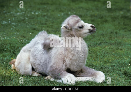 Bactrian Camel, camelus bactrianus, giovani posa sull'erba Foto Stock