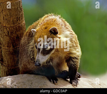 White-Nosed Coati, nasua narica, Adulti su roccia Foto Stock