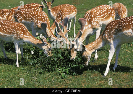 Daini, dama dama, allevamento di mangiare le foglie Foto Stock