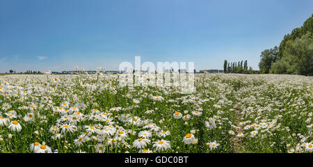 Sint-Annaland,Zeeland,campo pieno con luna margherite Foto Stock