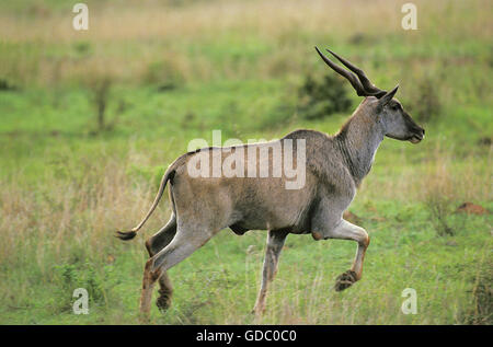 Cape Eland, taurotragus oryx, maschio, Masai Mara Park in Kenya Foto Stock