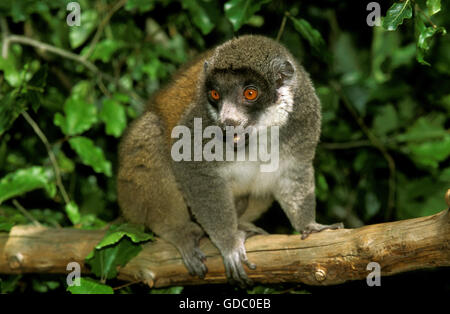 MONGOOSE LEMUR lemur mongoz, adulti sul ramo Foto Stock
