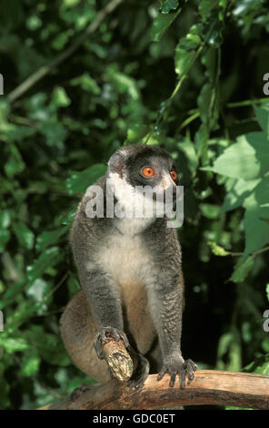 Mongoose Lemur lemur mongoz, adulti sul ramo Foto Stock