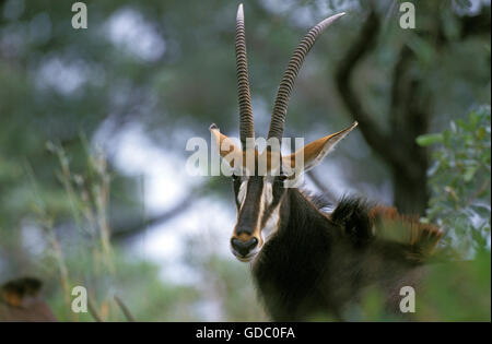 Sable Antelope, hippotragus niger, ritratto di donna, Sud Africa Foto Stock