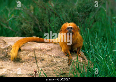 Golden Lion Tamarin, leontideus rosalia, Adulti su roccia Foto Stock