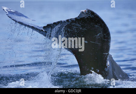 Balena Grigia Eschrichtius robustus, close-up di coda in corrispondenza della superficie, Baja California IN MESSICO Foto Stock