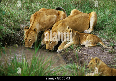 Leone africano, panthera leo, femmine con Cub bevendo al foro per l'acqua, Kenya Foto Stock