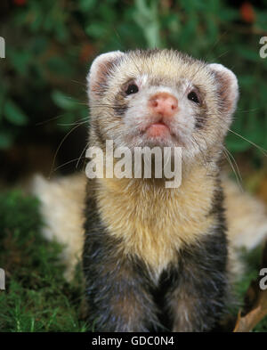 European Polecat, mustela putorius, Ritratto di adulto Foto Stock