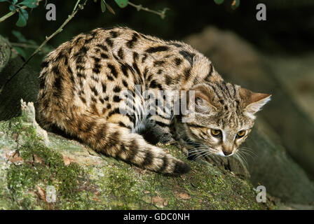 Black-Footed Cat, Felis nigripes, Adulti Foto Stock