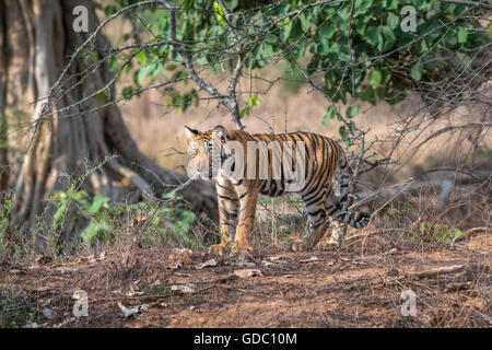 Wild tigre del Bengala cub guardando una preda Ranthambhore foresta. [Panthera Tigris] Foto Stock