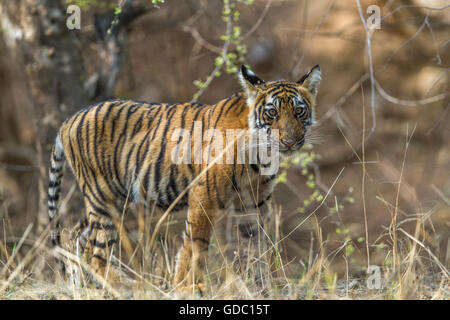 Wild tigre del Bengala cub guardando al Ranthambhore foresta. [Panthera Tigris] Foto Stock