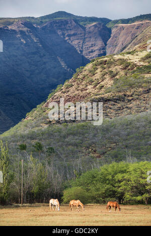 Stati Uniti d'America,Hawaii,Molokai,cavalli al pascolo Foto Stock