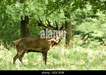 Red Deer,solchi stagione, Foto Stock