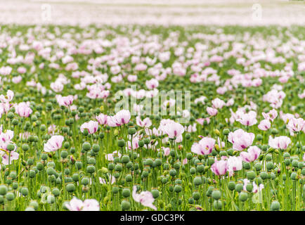 Completare il campo pieno di papaveri da oppio, shot con sallow profondità di campo coltivato per il NHS per la realizzazione della morfina Foto Stock