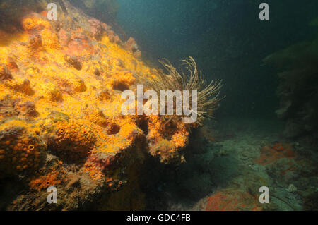 Grande giallo noioso spugna nel buio Foto Stock