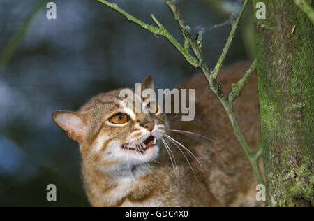 Rusty-Spotted Cat, Prionailurus rubiginosus Foto Stock