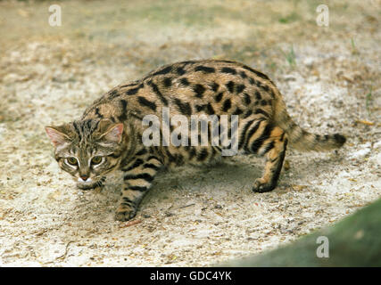 Black-Footed Cat, Felis nigripes, Adulti Foto Stock