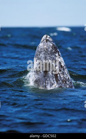 Balena Grigia o balena grigia, Eschrichtius robustus, Adulti spyhopping, testa guardando fuori dall'acqua, Baja California, Messico Foto Stock