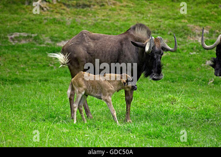 Nero GNU, connochaetes gnou, femmina con vitello sull'erba Foto Stock