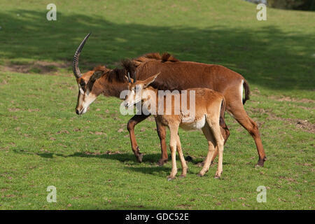 Sable Antelope, hippotragus niger, Madre con vitello Foto Stock