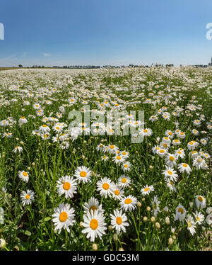 Sint-Annaland,Zeeland,campo pieno con luna margherite Foto Stock