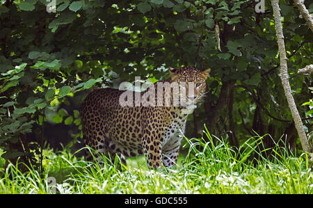 Leopardo dello Sri Lanka, panthera pardus kotiya, Adulti Foto Stock