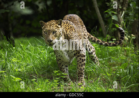 Sri Landkan Leopard, panthera pardus kotiya, adulti sull'erba Foto Stock