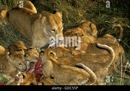 Leone africano, panthera leo, femmina con Cub mangiare Zebra, il Masai Mara Park in Kenya Foto Stock