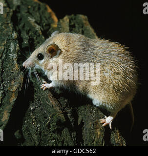 Topi spinoso acomys dimidiatus Foto Stock