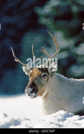 La renna rangifer tarandus, ADULTO CHE STABILISCE SULLA NEVE Foto Stock