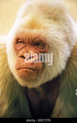 WHITE GORILLA gorilla gorilla IN ZOO DI BARCELLONA Foto Stock