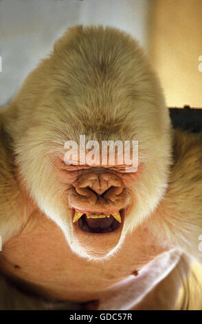 White Gorilla gorilla gorilla, maschio chiamato il simbolo del fiocco di neve o Copito de Nieve, allo Zoo di Barcellona Foto Stock