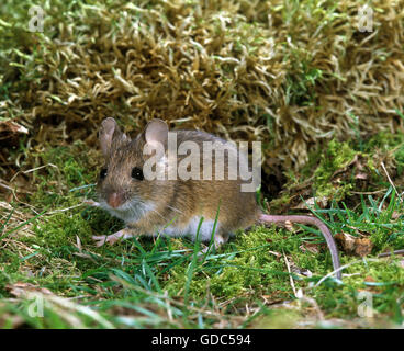 Lunga coda di topo di campo, Apodemus sylvaticus, Adulti su Moss Foto Stock