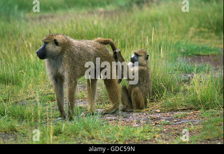 Chacma babbuino, papio ursinus, coppia di toelettatura, Parco di Kruger in Sud Africa Foto Stock